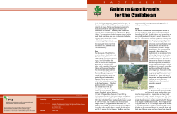 Guide to Goat Breeds for the Caribbean