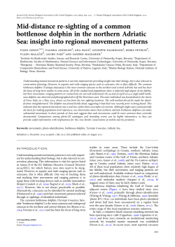 Mid-distance re-sighting of a common bottlenose dolphin in the