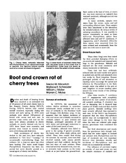 Root and crown rot of cherry trees
