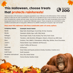 This Halloween, choose treats that protects rainforests!