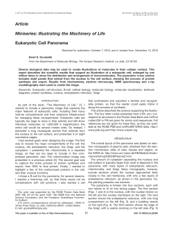 Eukaryotic cell panorama