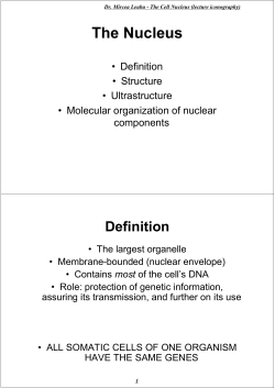 The Nucleus - Mircea Leabu