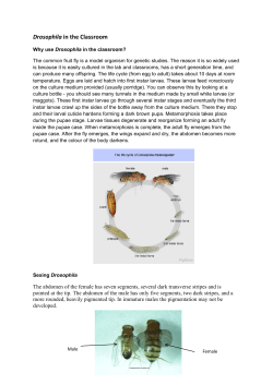 Handling Drosophila in the Classroom