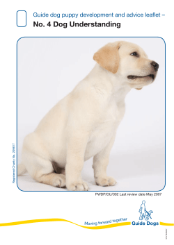 No. 4 Dog Understanding