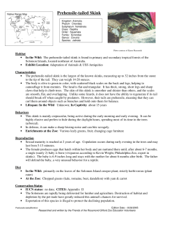 Prehensile-tailed Skink