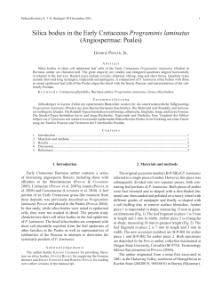 Silica bodies in the Early Cretaceous Programinis