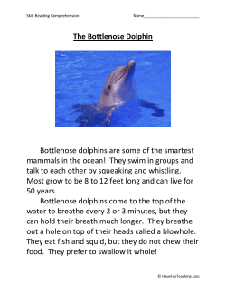 The Bottlenose Dolphin