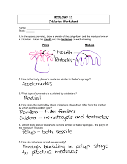 BIOLOGY 11 Cnidarian Worksheet