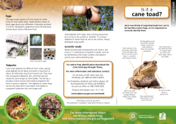 Is it a cane toad? - Department of Parks and Wildlife