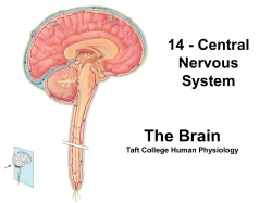 The Central Nervous System