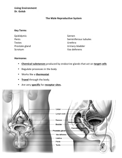 Living Environment Dr. Golub The Male Reproductive System Key