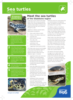 Sea turtles