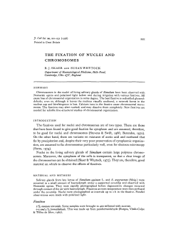 THE FIXATION OF NUCLEI AND CHROMOSOMES
