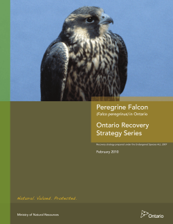 Peregrine Falcon