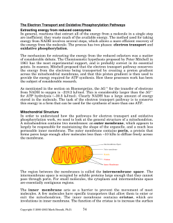 The Electron Transport and Oxidative Phosphorylation - Rose