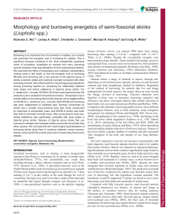 Morphology and burrowing energetics of semi