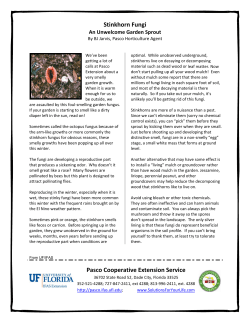 Stinkhorn Fungi - Pasco County Extension