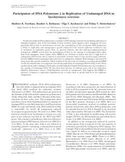 Participation of DNA Polymerase z in Replication of