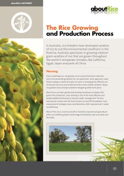 The Rice Growing and Production Process
