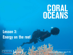 Lesson 3: Energy on the reef