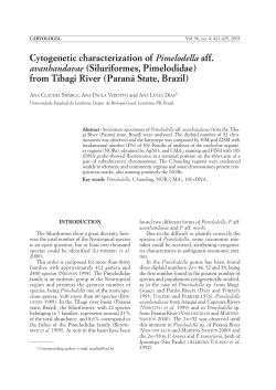 Cytogenetic characterization of Pimelodella aff. avanhandavae