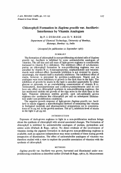 Chlorophyll Formation in Euglena gracilis var. bacillaris