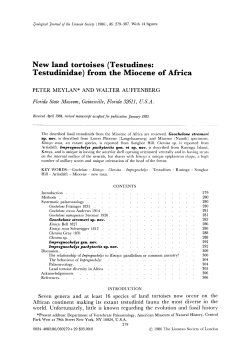 New land tortoises (Testudines: Testudinidae
