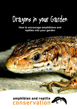 How to encourage amphibians and reptiles into your garden