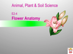 E2-4 Flower Anatomy