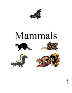 Mammals - North Carolina Wildlife Resources Commission