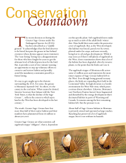 Greater-Sage grouse - The Nature Conservancy