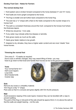 Donkey Foot Care - Alberta Donkey and Mule Club