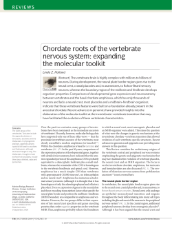 Chordate roots of the vertebrate nervous system: expanding the