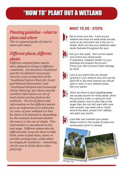 Factsheet - How to Plant Out a Wetland