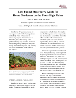Low Tunnel Strawberry Guide for Home