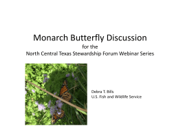 Monarch Butterfly Discussion