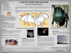 Silver-haired Bat