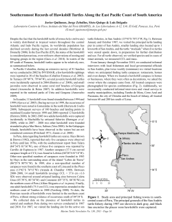 Southernmost Records of Hawksbill Turtles Along the East Pacific