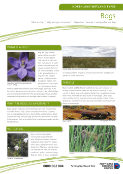 WHAT IS A BOG? WHY ARE BOGS SO IMPORTANT? VEGETATION