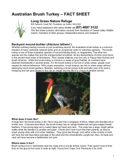 Factsheet – Brush Turkey