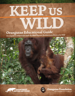 Orangutan Educational Guide - Orangutan Foundation International