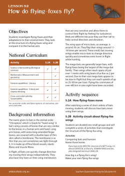 How do flying-foxes fly?