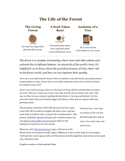 The Life of the Forest