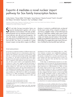 Exportin 4 mediates a novel nuclear import pathway for Sox family