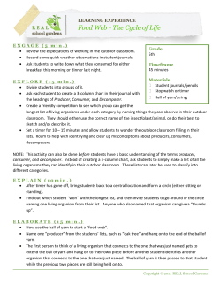 Food Web - The Cycle of Life