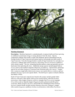 Maritime Hammock - Florida Natural Areas Inventory
