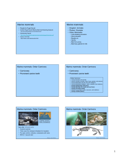 marine mammals - Seattle Central College