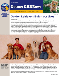February 2016 Golden GRRRowl - Golden Retriever Rescue of the