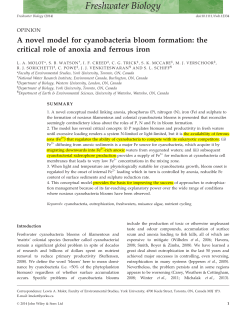 A novel model for cyanobacteria bloom formation: the critical role of