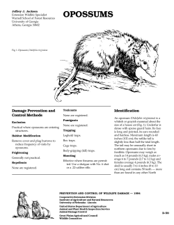 opossums - Internet Center for Wildlife Damage Management